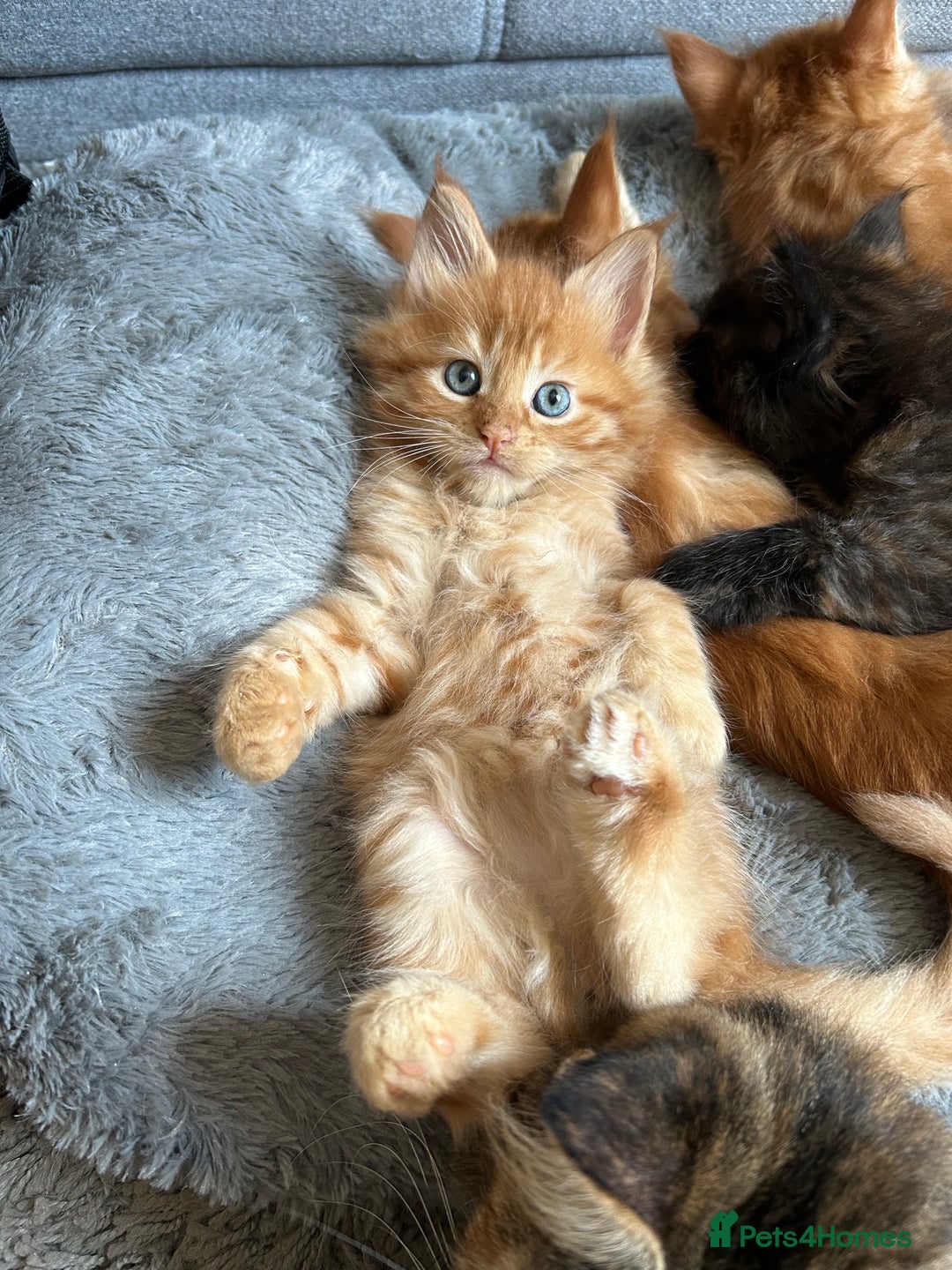 Maine Coon cats for sale: GCCF Maine Coon Kittens-Champion and Russian lines in Swindon - Image 33
