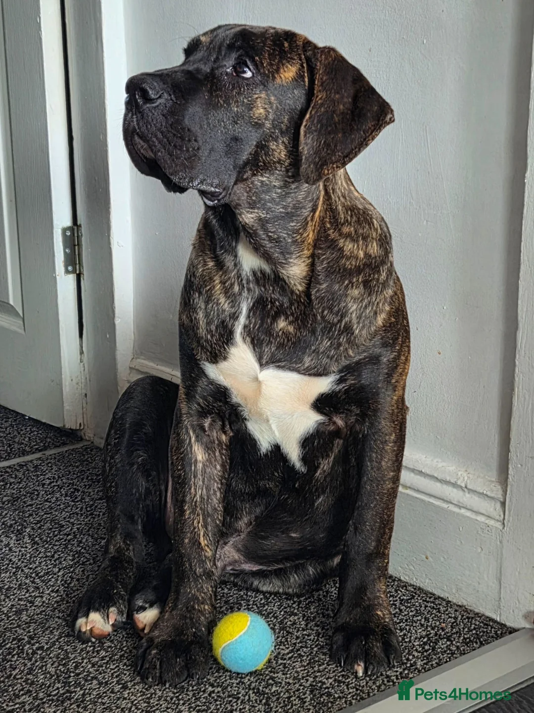 Presa Canario dogs for sale: Presa canario  - Advert 1