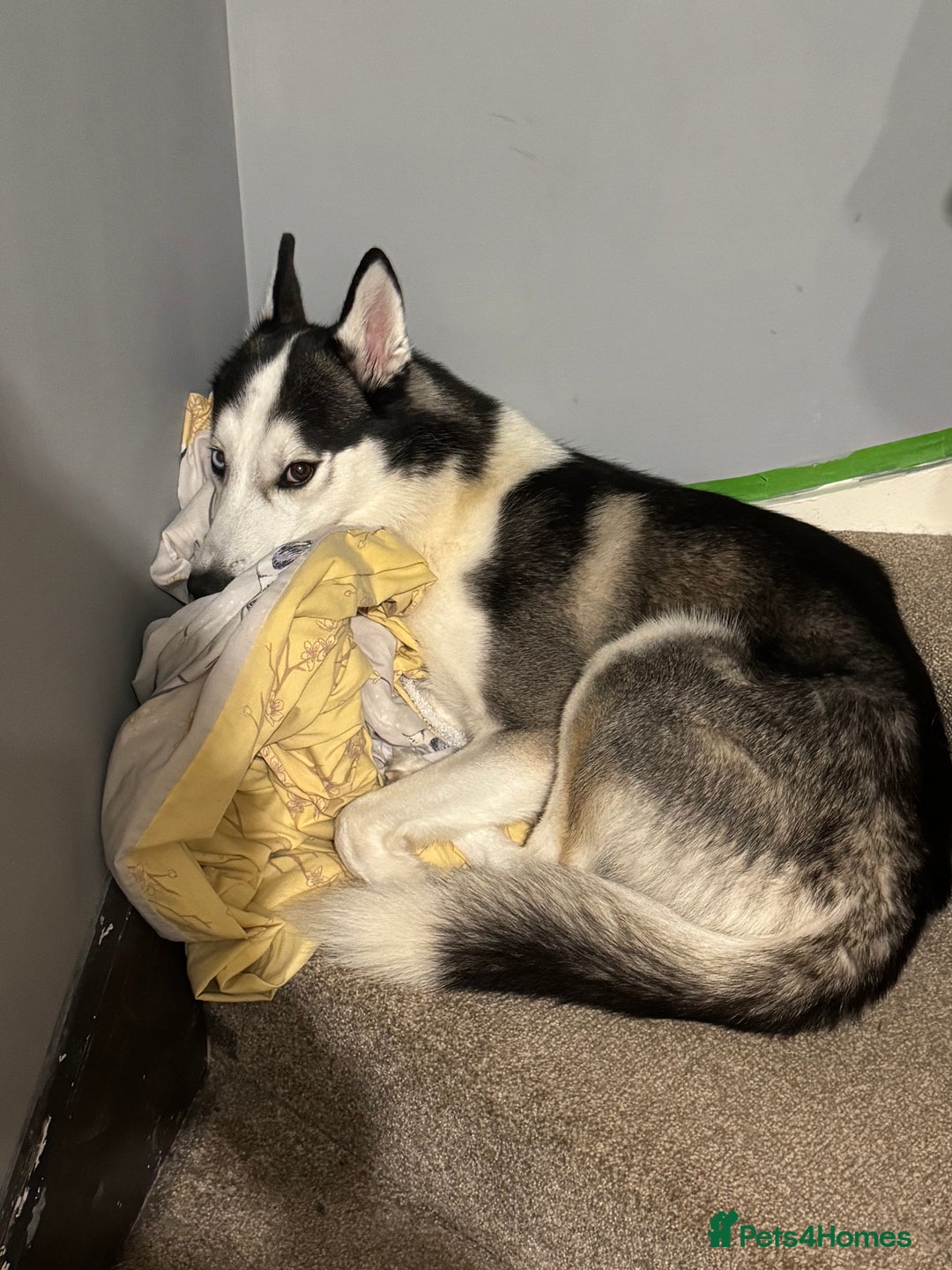 Siberian Husky dogs for sale: Siberian Husky - Advert 6