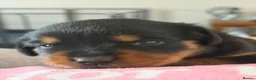 Rottweiler dogs for sale: Pure Breed Rottweiler  - Advert 33