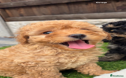 Cavapoo dogs for sale: Toy f1b cavapoo puppies - Image 15