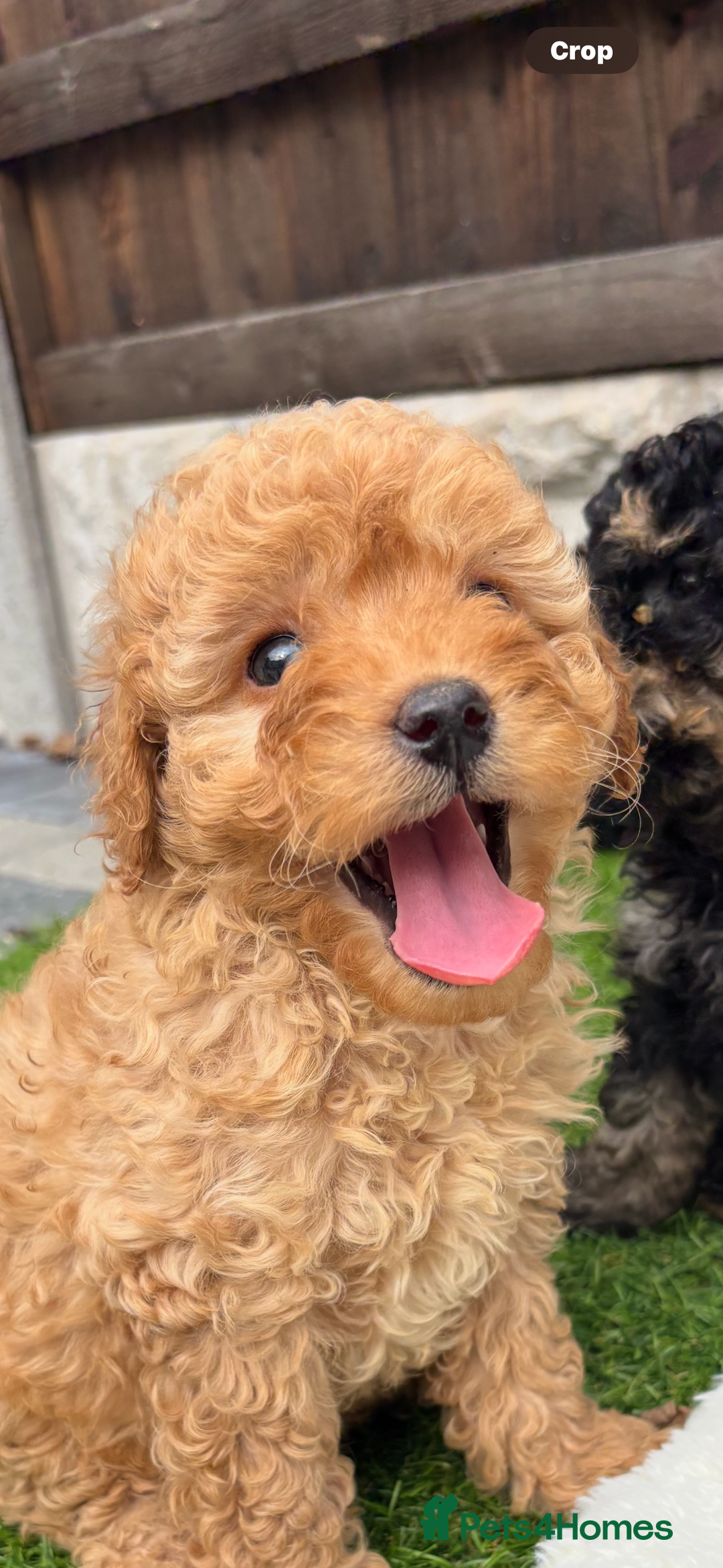 Cavapoo dogs for sale: Toy f1b cavapoo puppies - Image 15