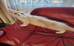 Maine Coon cats for sale: Large Breed Maine Coon cross  - Image 1