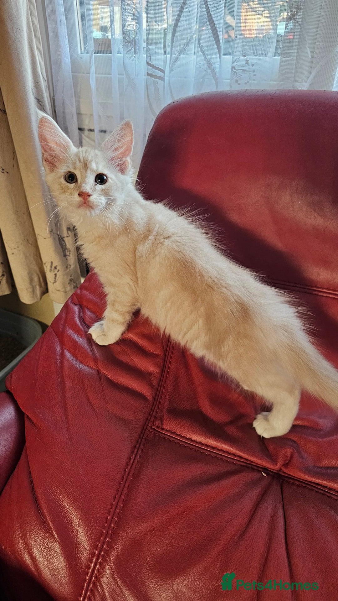 Maine Coon cats for sale: Large Breed Maine Coon cross  - Image 1