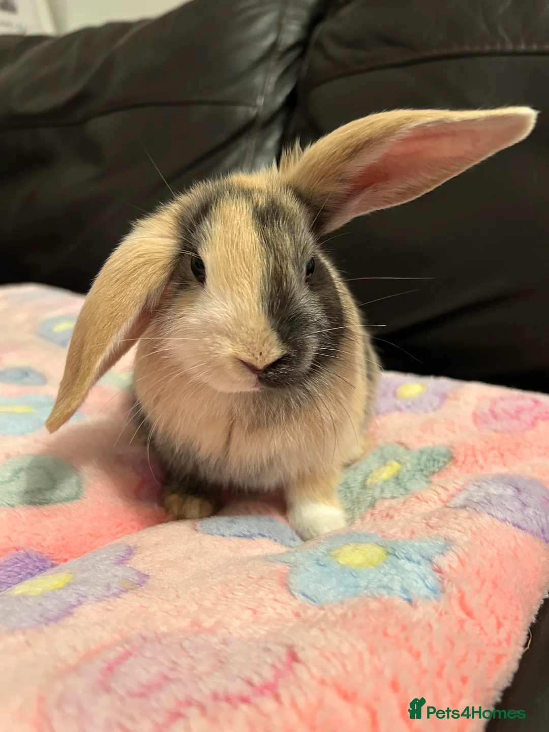 Mixed Breed rabbits for sale: 5 month old bunny girl - Advert 4