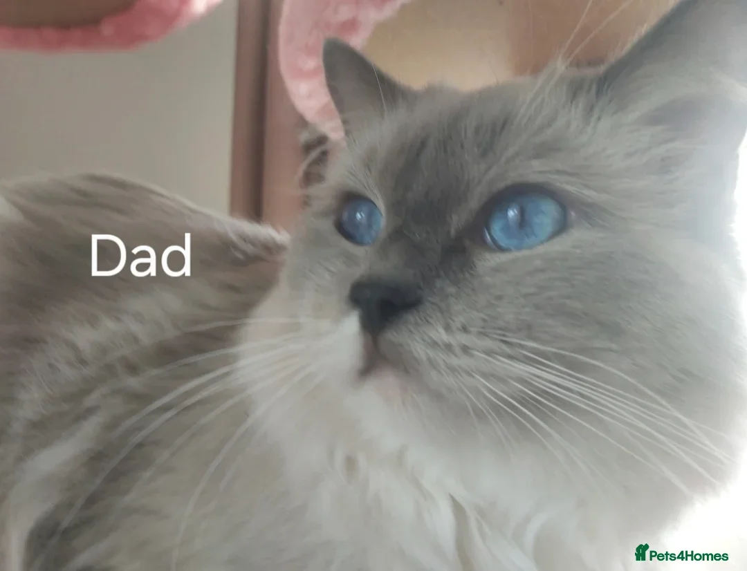 Ragdoll cats for sale: Four stunning blue point Ragdoll kittens - Image 10