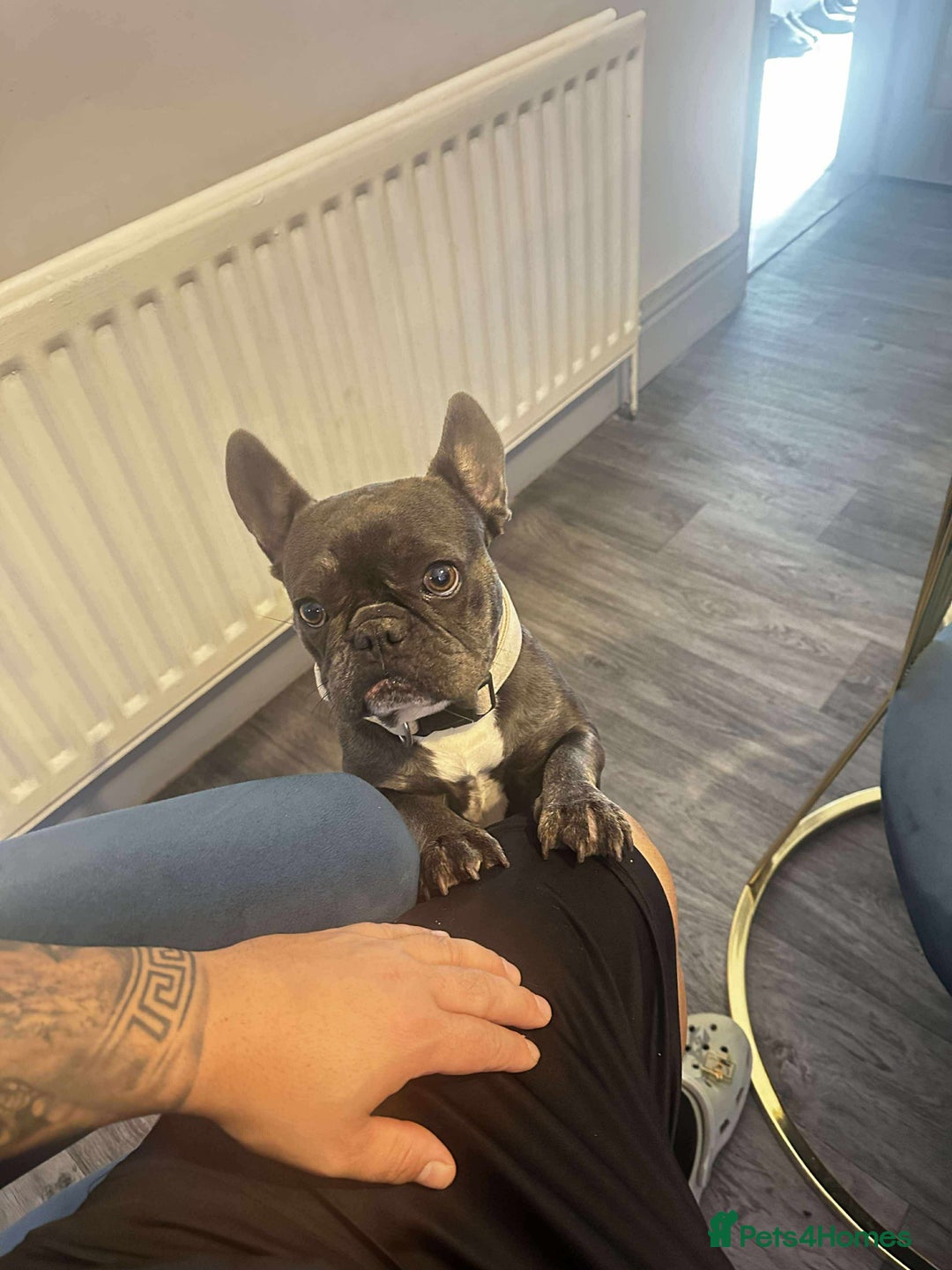 French Bulldog dogs for sale: French Bulldog - Image 4