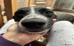 Mixed Breed dogs for adoption: Sergio the rescue dog sweetheart, in Liverpool - Image 5