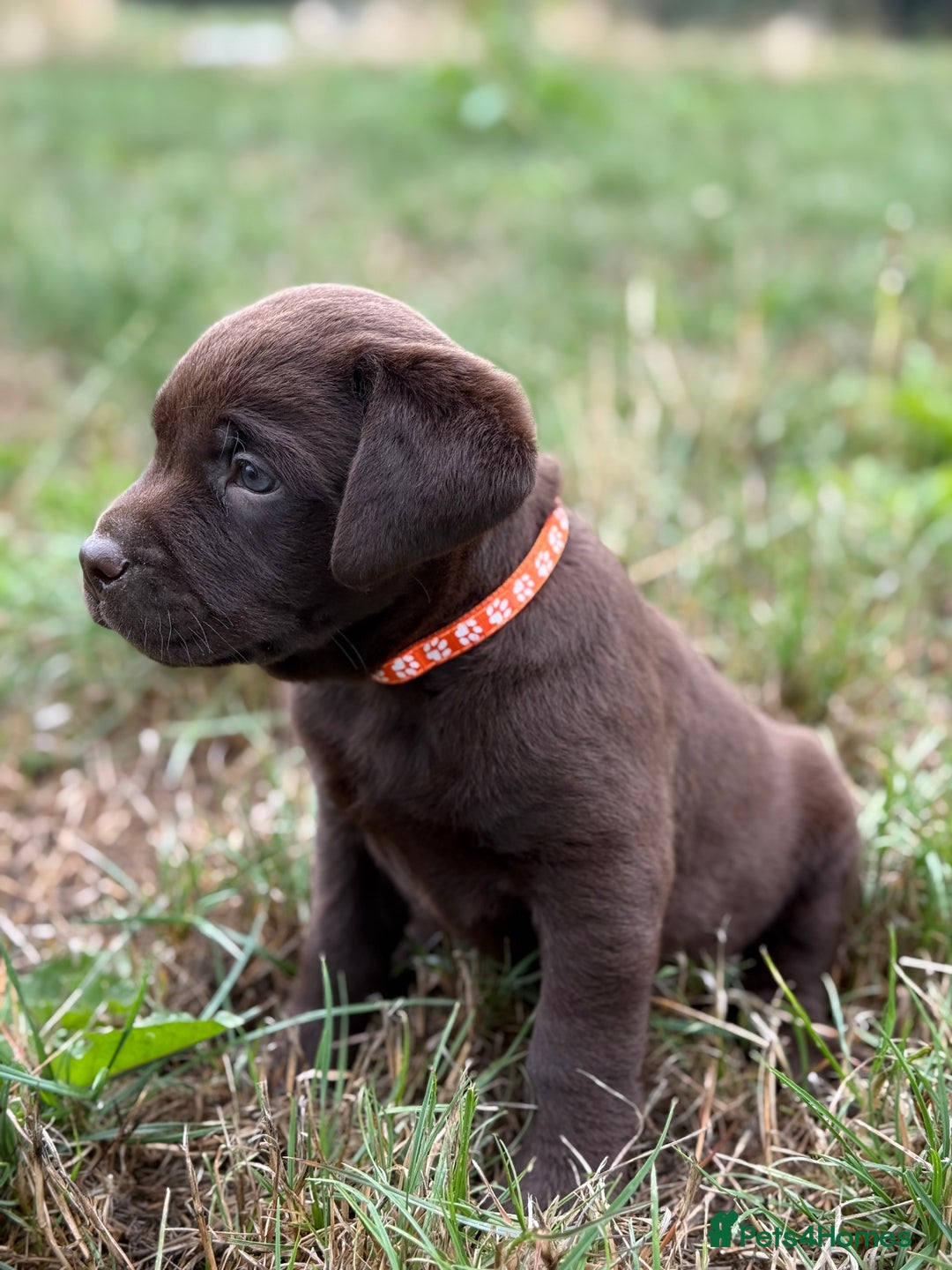 Labrador Retriever dogs for stud: Kc registered chocolate labrador - health tested  - Advert 9