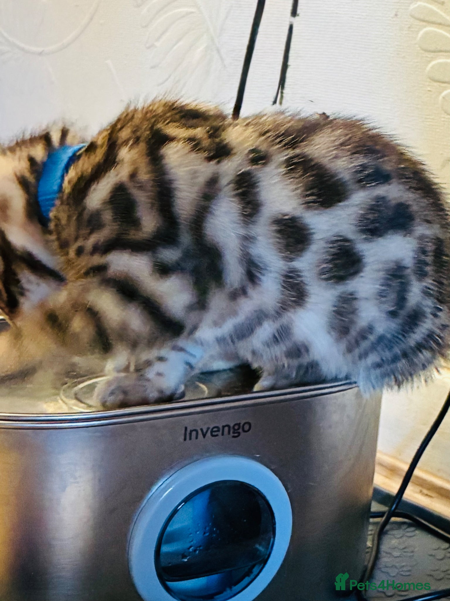 Bengal cats Beautiful Bengal Kittens available SOON!!! - Advert 2