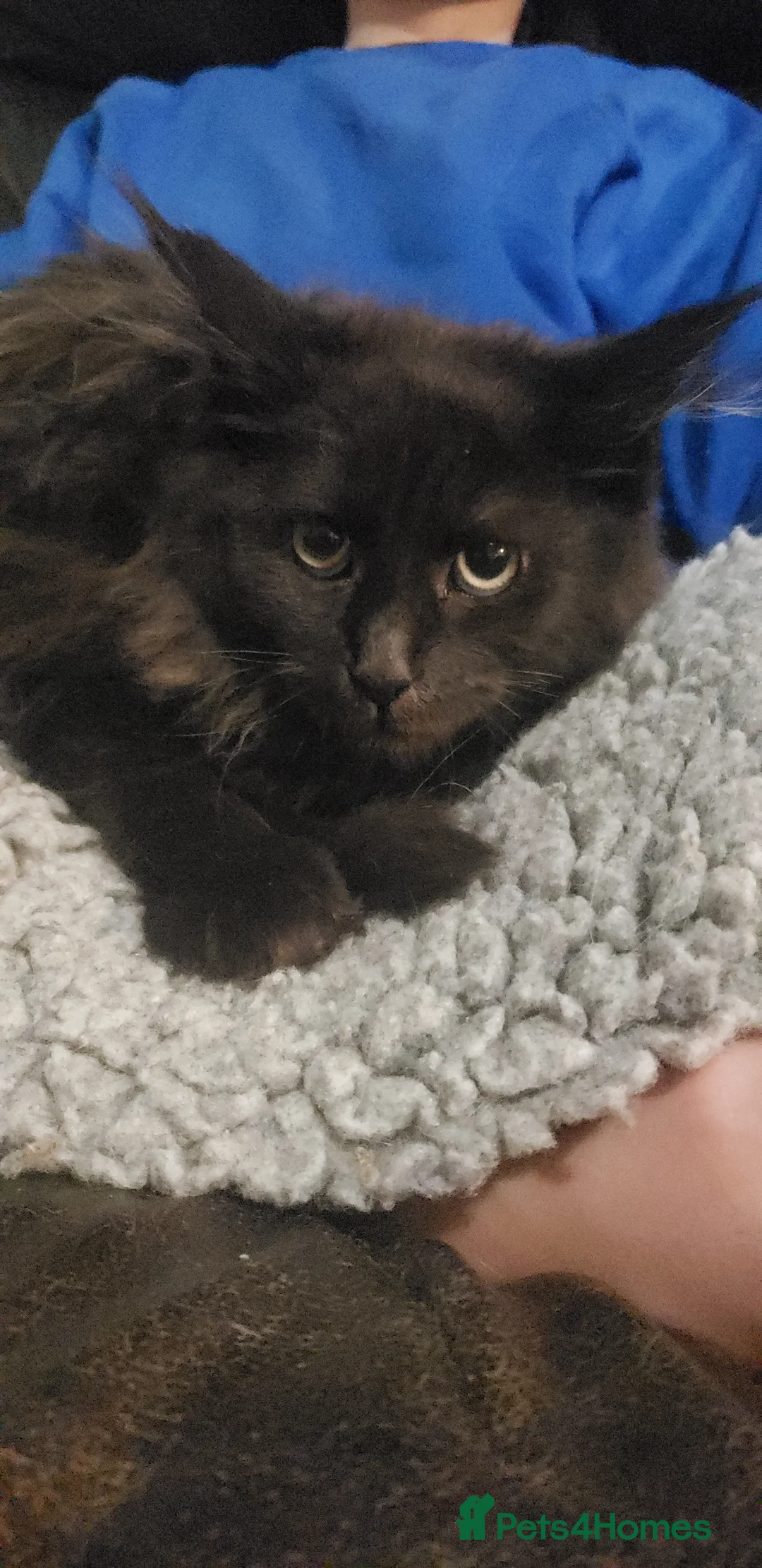 Maine Coon cats for sale: TICA Registration Pending Maine Coons - Advert 6