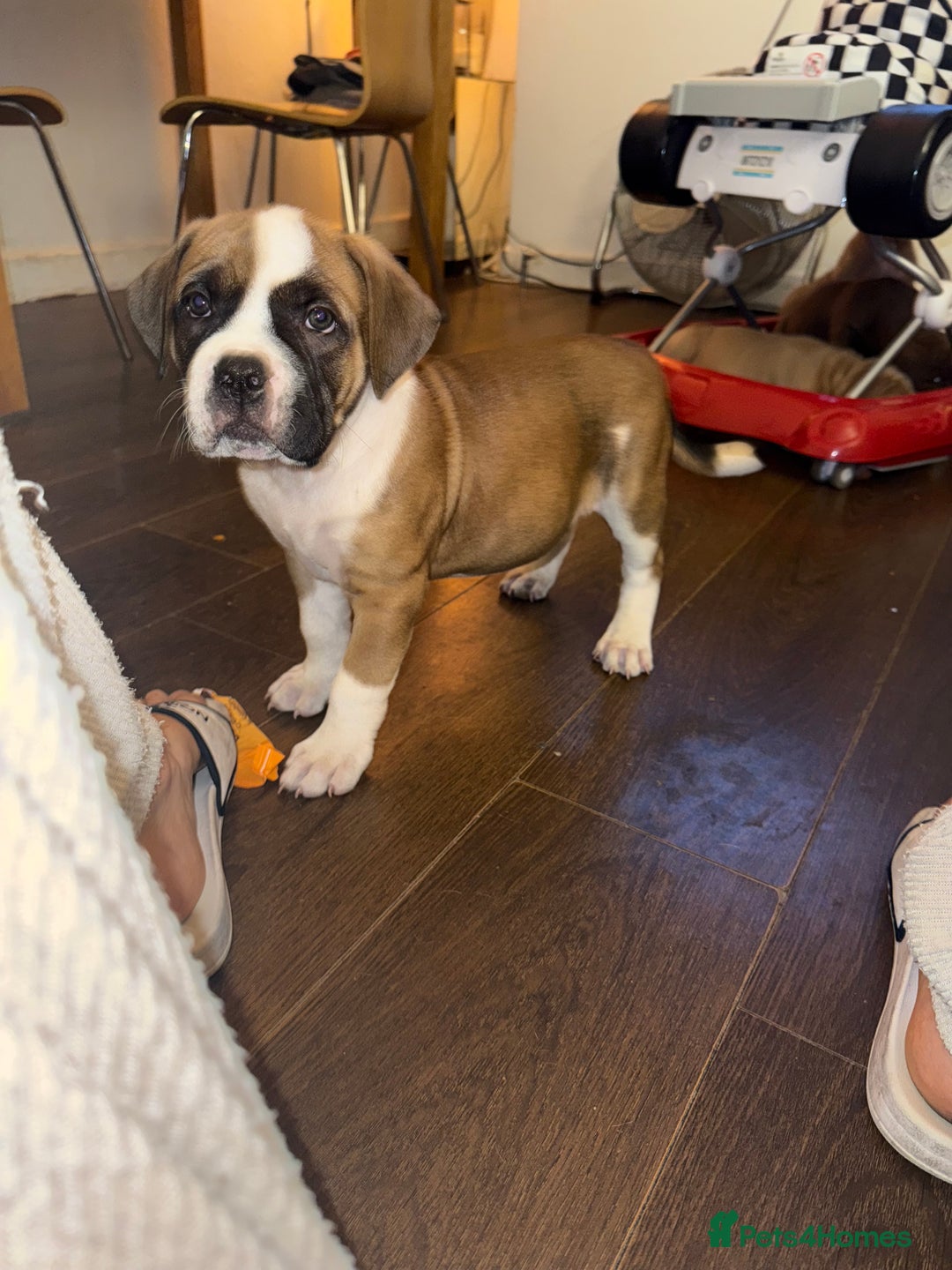 Mixed Breed dogs for sale: Pocket bully X Presa canario puppies - Image 4