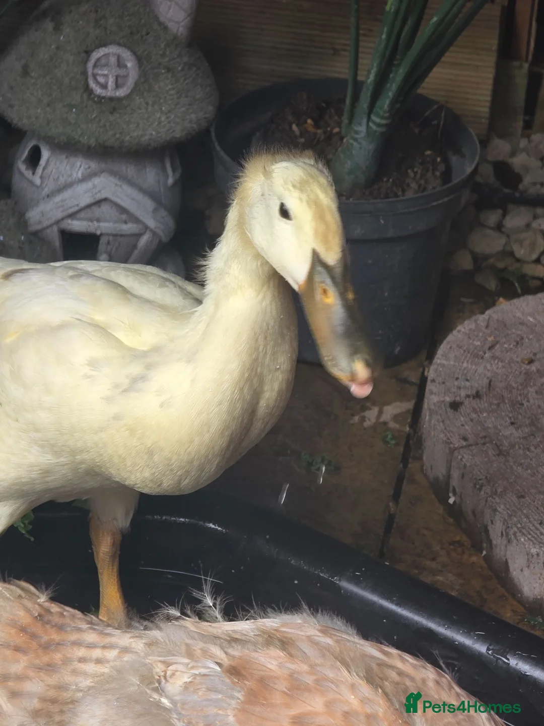 Ducks poultry for sale: Runner ducks  - Advert 6