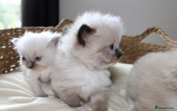 Ragdoll cats for sale: 💎 OUTSTANDING QUALITY MINK ragdoll kittens 💎 - Image 16