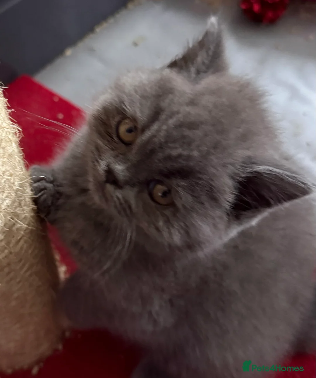 British Shorthair cats for sale: British Blue British Shorthair girl available - Advert 4