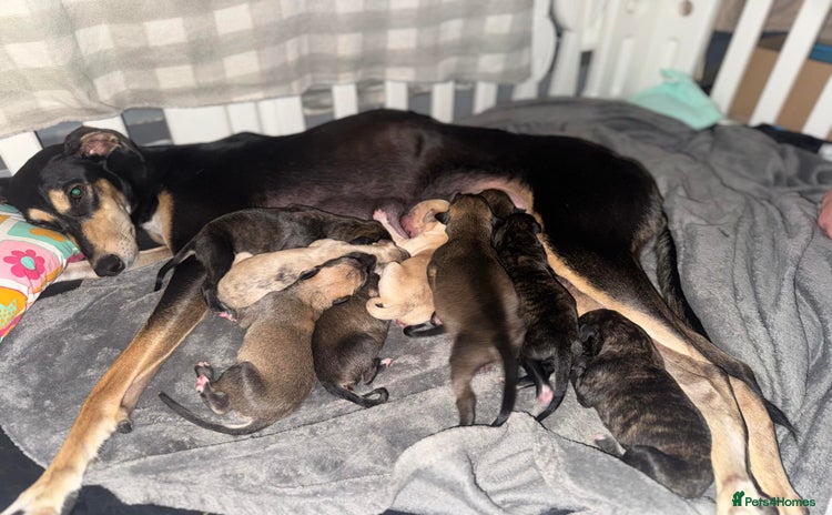 Mixed Breed dogs Stunning saluki greyhound puppies.  - Advert 6