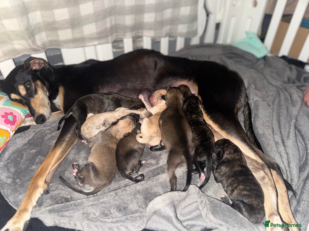 Mixed Breed dogs for sale: Stunning saluki greyhound puppies.  - Advert 1