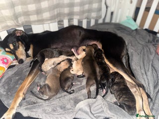 Mixed Breed dogs Stunning saluki greyhound puppies. - Advert 1