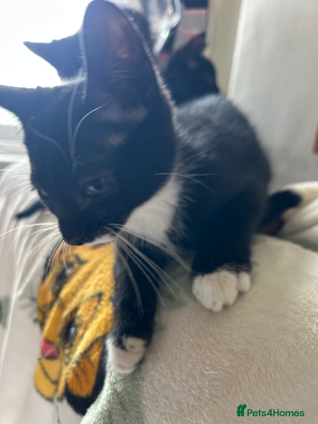 Mixed Breed cats for sale: Kittens - Image 4
