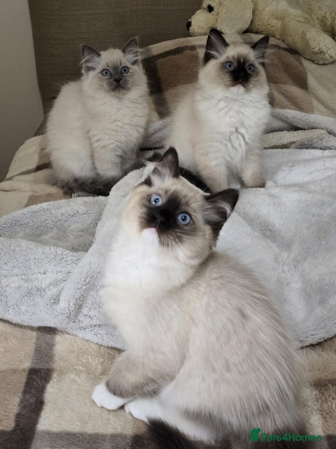 Ragdoll cats for sale: Ragdoll kittens ready now  in Clydebank - Image 3