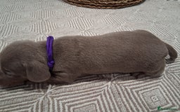 Miniature Dachshund dogs for sale: Miniture dachhund - Advert 4