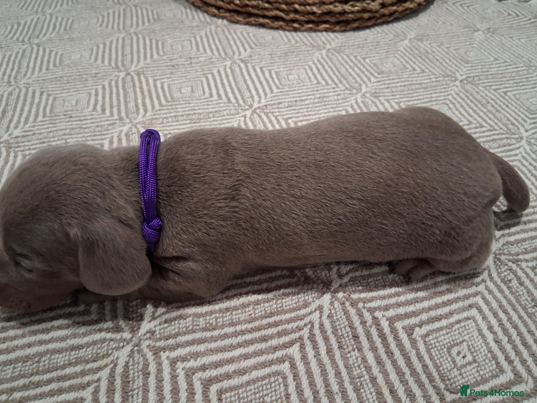 Miniature Dachshund dogs for sale: Miniture dachhund - Advert 4