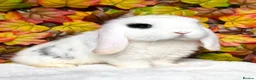 Mini Lop rabbits for sale: Quality Mini Lop girls ready now (Super tame) - Advert 15