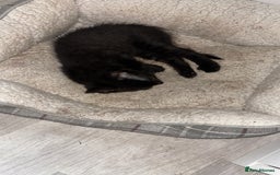 Domestic Shorthair cats for sale: Black male kitten from a sphinx mother - Image 2