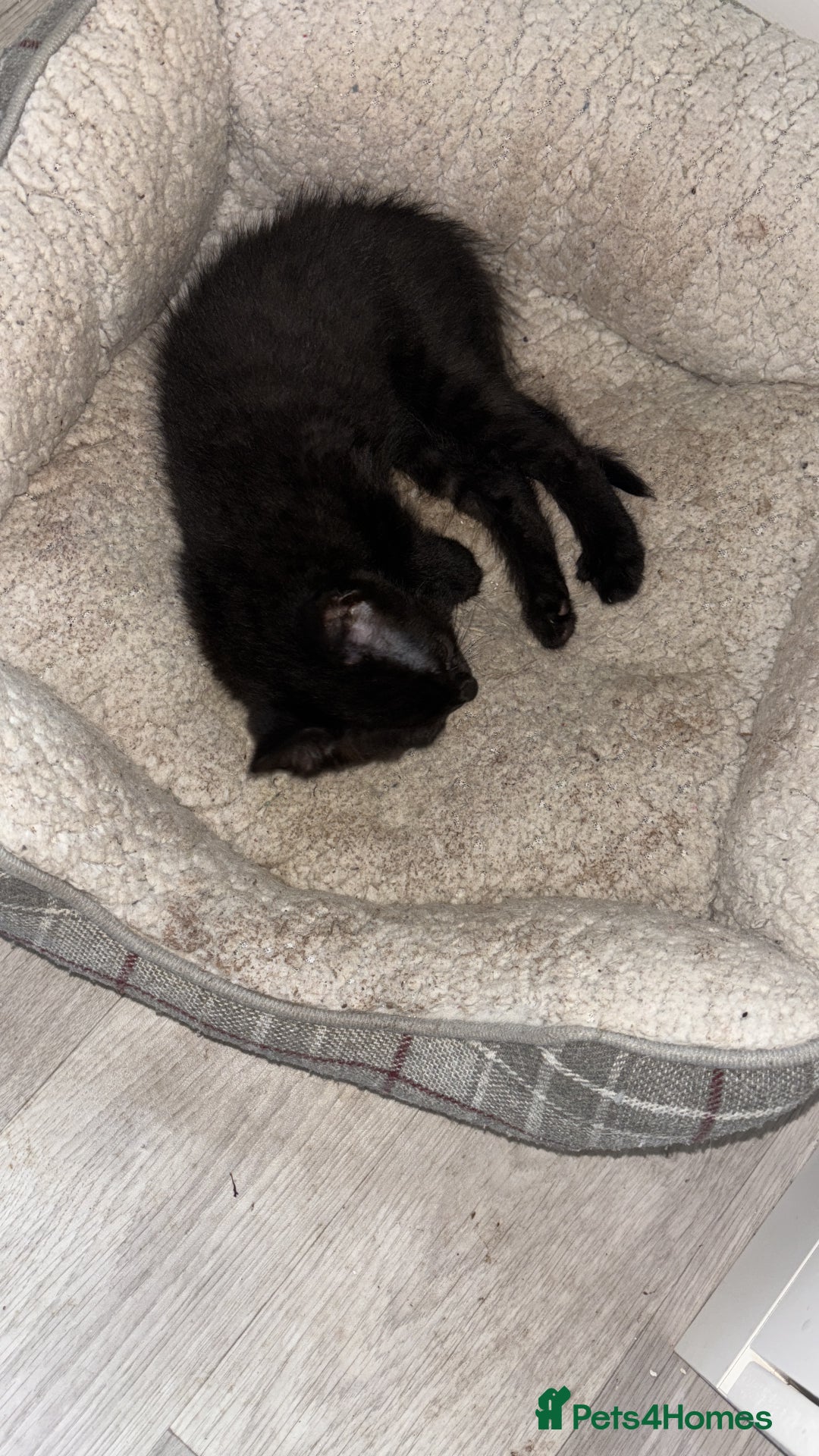 Domestic Shorthair cats for sale: Black male kitten from a sphinx mother - Image 2