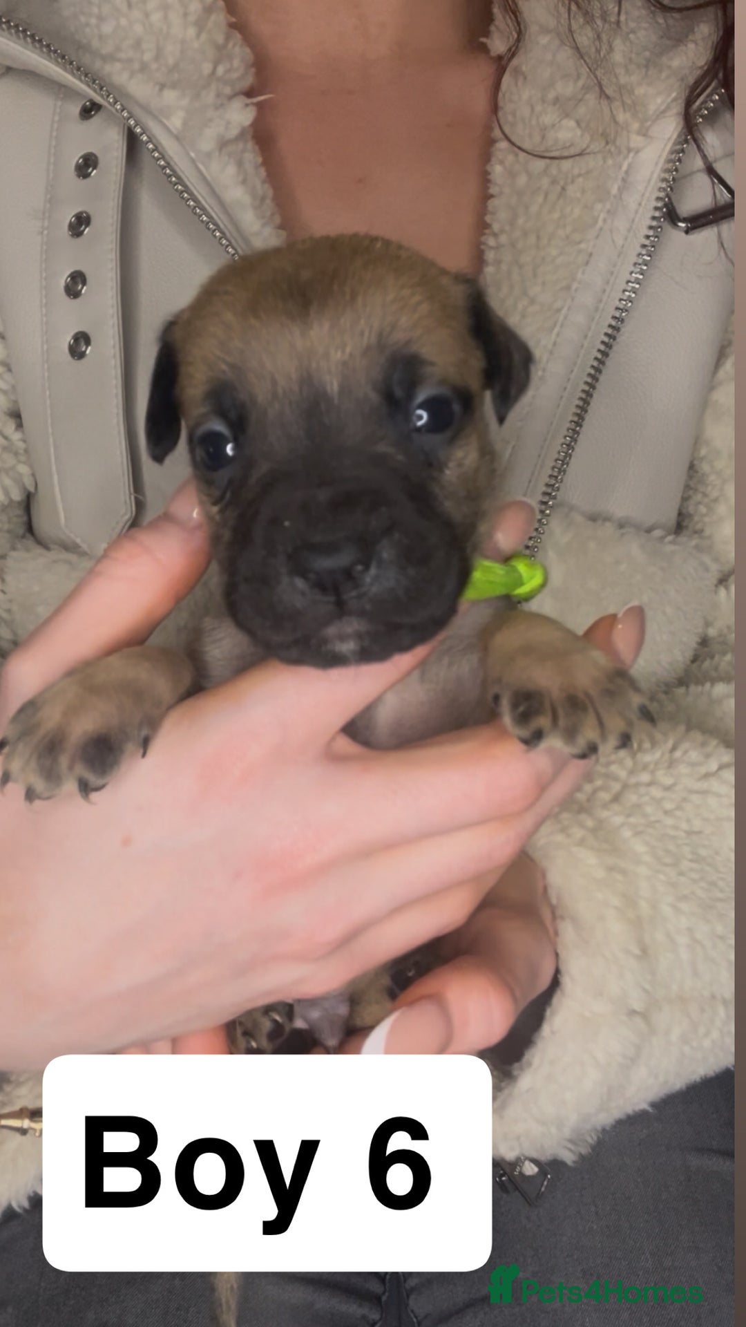 Mixed Breed dogs for sale: Mastiff puppies - Image 6
