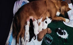 Cocker Spaniel dogs for sale: Health tested stunning litter of 6 - Image 5