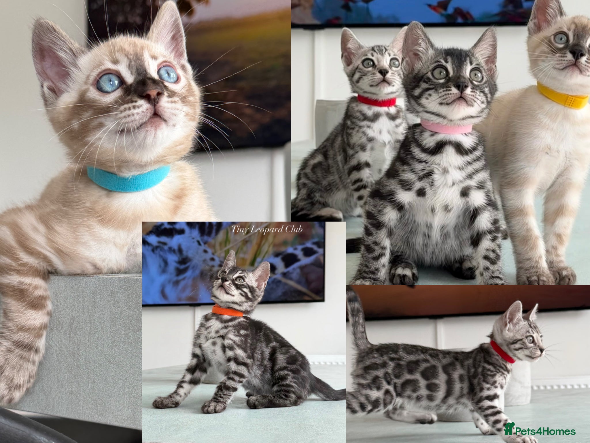 Bengal cats TICA Pedigree Bengals in Lynx and Silver Charcoal - Advert 2