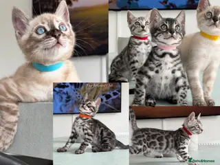 Bengal cats TICA Pedigree Bengals in Lynx and Silver Charcoal - Advert 1