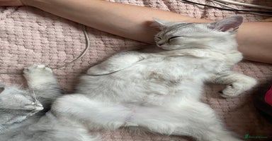 Scottish Fold cats - Advert 1
