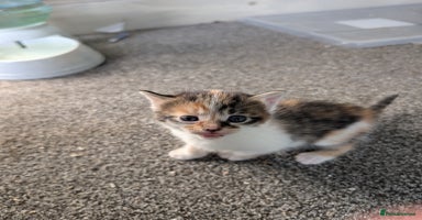 Mixed Breed cats - Advert 5