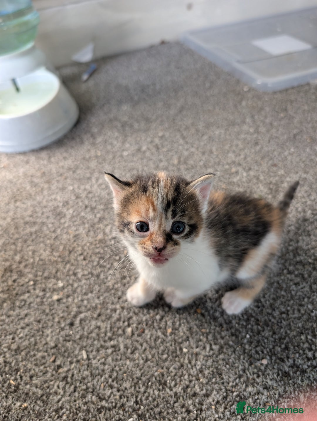 Mixed Breed cats for sale: 7 Adorable Tabby, Black, and Tortishell Kittens. - Image 2