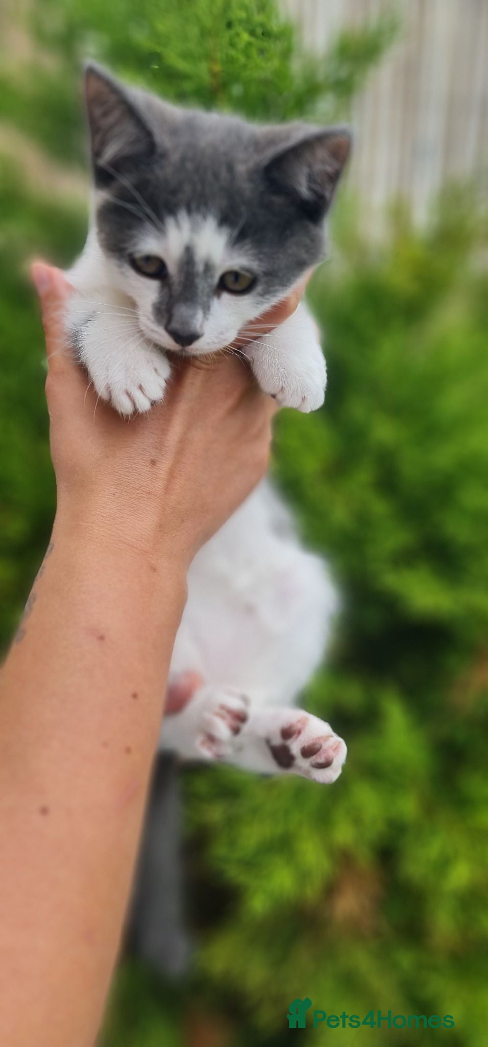 Mixed Breed cats Kittens Looking for Loving Homes - Advert 1