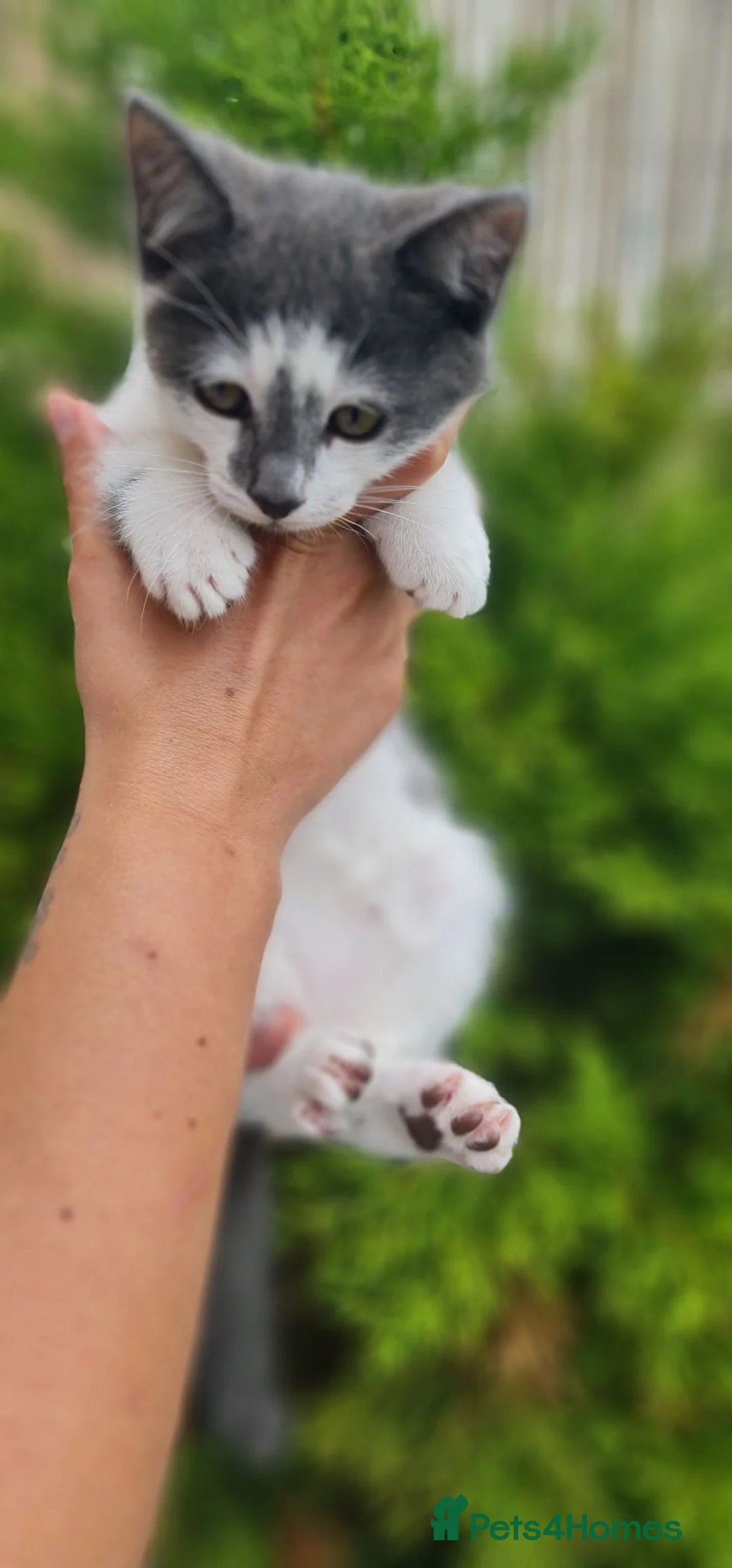 Mixed Breed cats for sale: Kittens Looking for Loving Homes - Advert 1