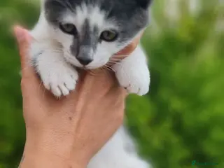 Mixed Breed cats Kittens Looking for Loving Homes - Advert 15