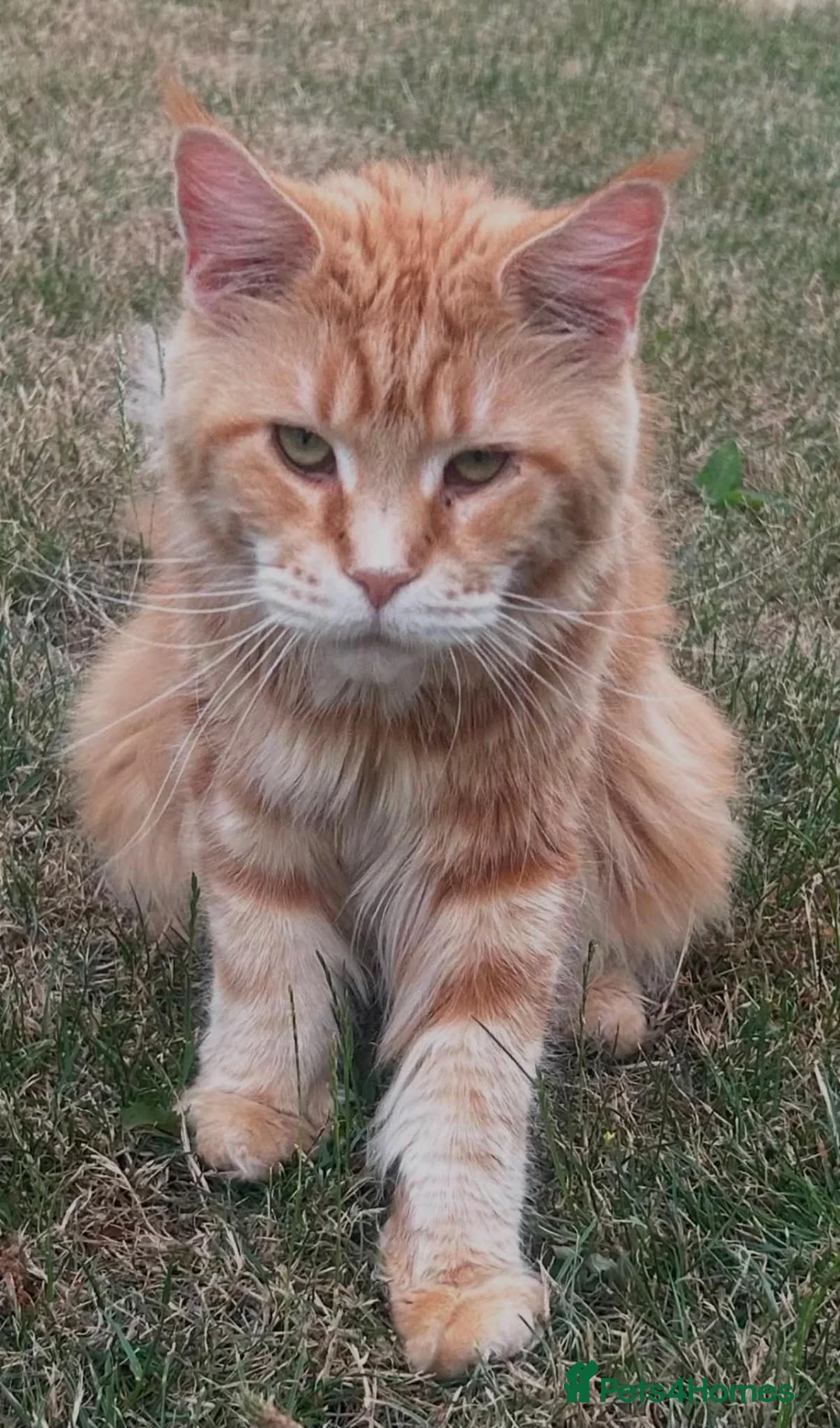 Maine Coon cats for sale: Sweet Natured Maine Coon Female - Advert 3