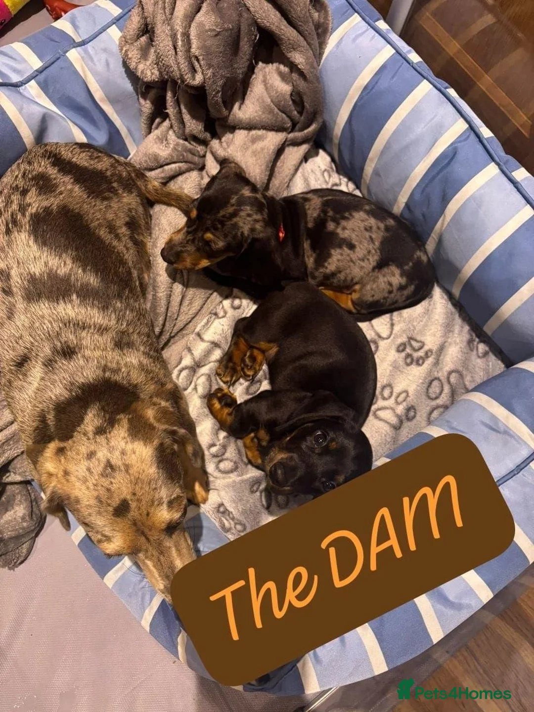Miniature Dachshund dogs for sale: Miniature Dachshund Puppies for Rehoming in Newbridge - Advert 1