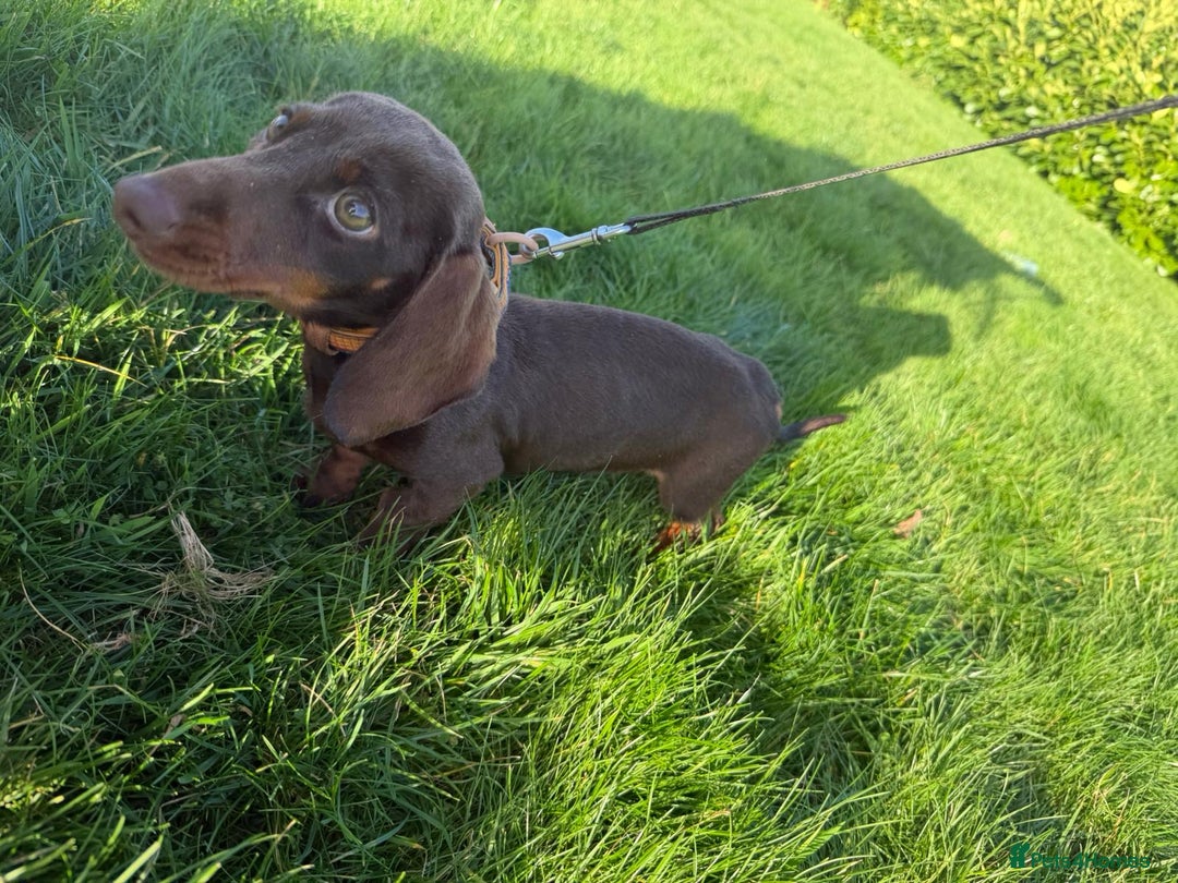 Miniature Dachshund dogs for sale: KC registered miniature dachshund - Advert 1