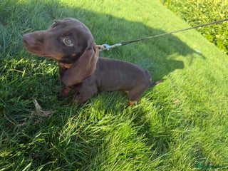 Miniature Dachshund dogs KC registered miniature dachshund - Advert 1