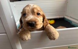 Cocker Spaniel dogs for sale: Extremely  - Image 3