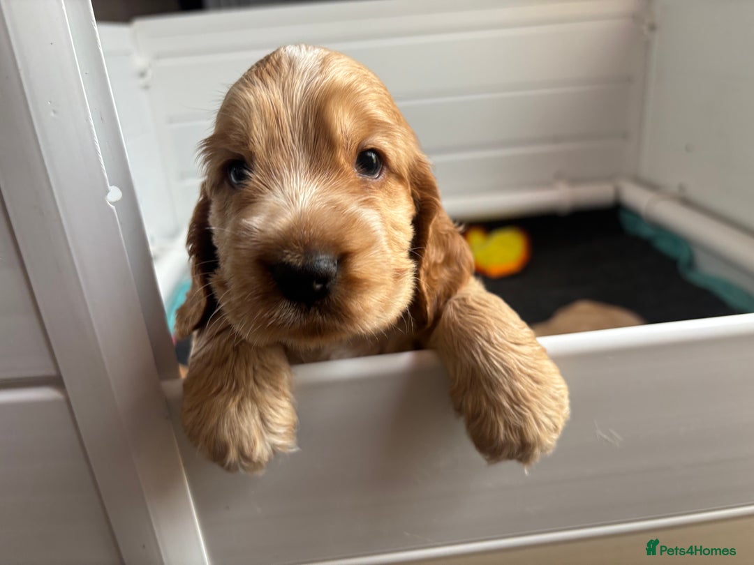 Cocker Spaniel dogs for sale: Extremely  - Image 3