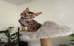 Bengal cats for sale: 5 Exceptional TICA Registered Glitter Bengals  in Bristol - Image 14