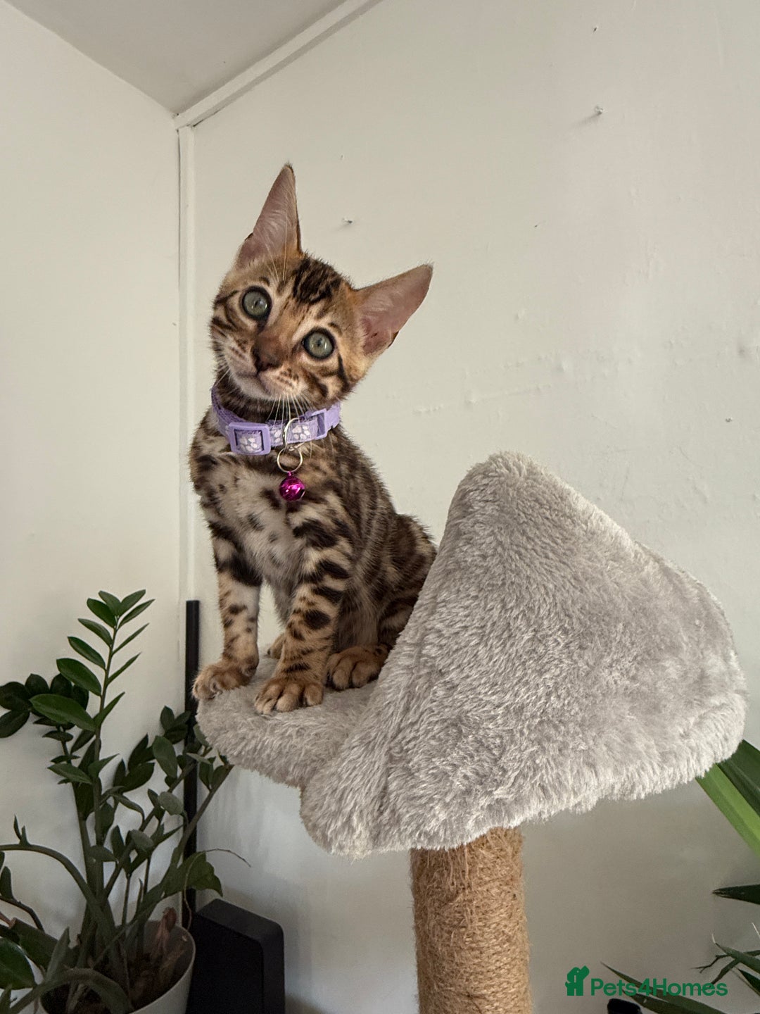 Bengal cats for sale: 5 Exceptional TICA Registered Glitter Bengals  in Bristol - Image 14