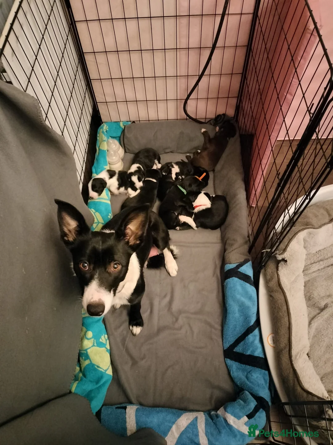 Mixed Breed dogs for sale: Cocker Spaniel x Border Collie Pups in Edgware - Advert 4