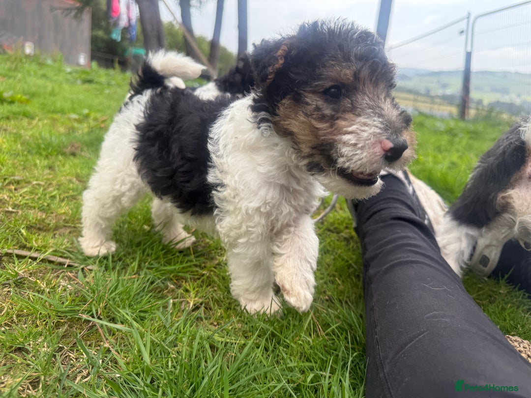 Fox Terrier dogs for sale: KC registered Wire hair fox Terrier puppies  - Image 9