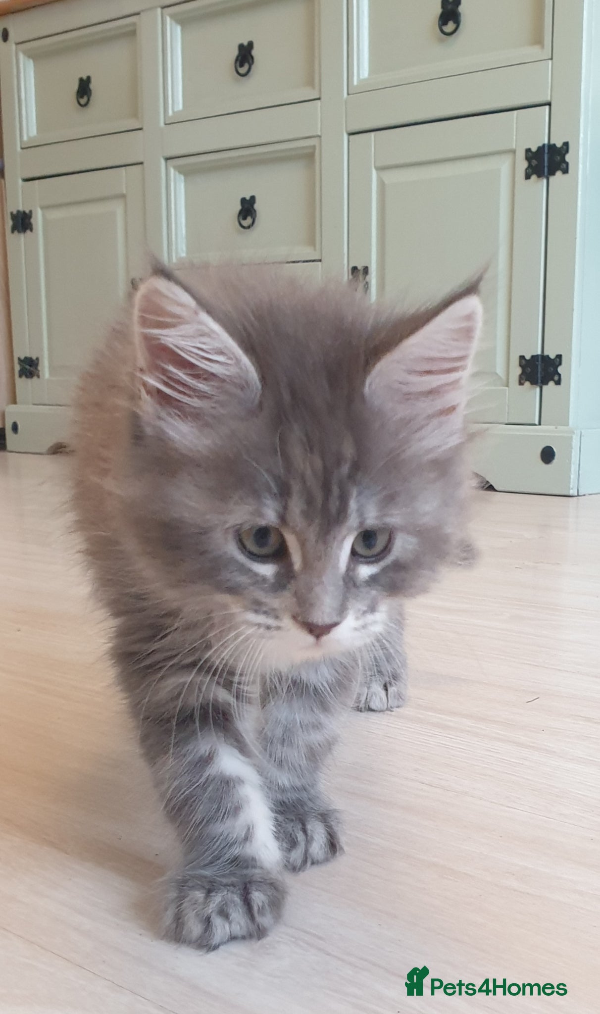 Maine Coon cats Tica registered Maine Coons 2 girls remaining - Advert 7